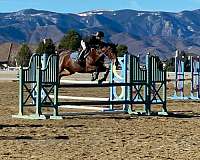 daughter-warmblood-horse