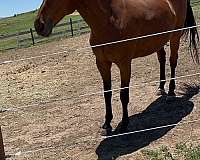 confident-warmblood-horse