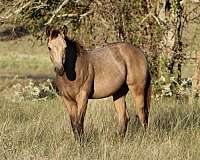 all-around-quarter-horse