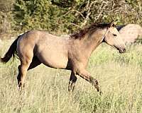 athletic-quarter-horse