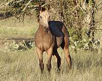 cowboy-mounted-shooting-quarter-horse