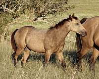 mounted-patrol-quarter-horse