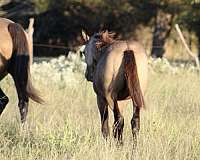 natural-horsemanship-training-quarter-horse