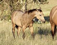 ranch-work-quarter-horse