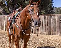 all-around-quarter-horse