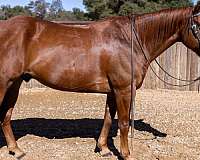 beginner-quarter-horse