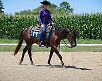 chestnut-aqha-horse