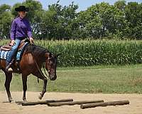 aqha-gelding