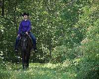 15-hand-quarter-horse-gelding