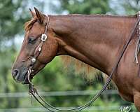 aqha-nrha-gelding