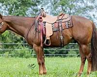 sorrel-aqha-nrha-horse