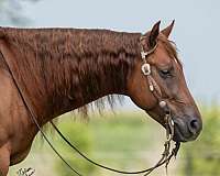 sorrel-quarter-horse-gelding