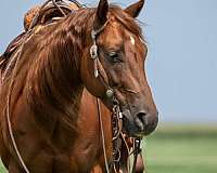 sorrel-aqha-horse