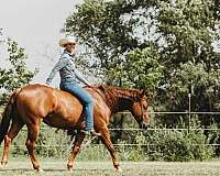 aqha-gelding