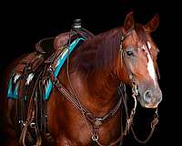 aqha-nrha-gelding-mare