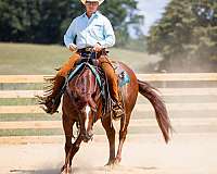 sorrel-aqha-gelding