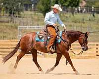 sorrel-aqha-horse