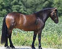 cross-trail-gelding-broodmare