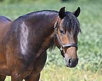 bay-gelding-broodmare