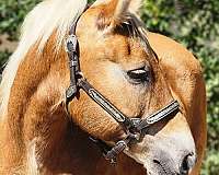 breeding-haflinger-horse