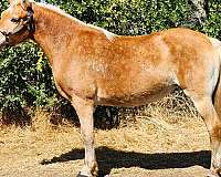 all-around-haflinger-horse