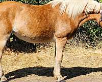 beginner-haflinger-horse