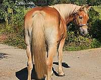 driving-haflinger-horse