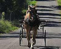 husband-safe-haflinger-horse