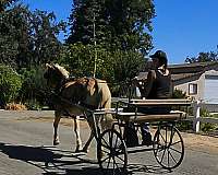 parade-haflinger-horse