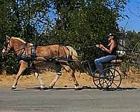 trail-haflinger-horse