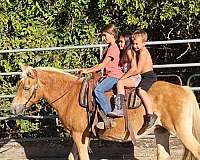 trail-riding-haflinger-horse