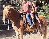 youth-haflinger-horse