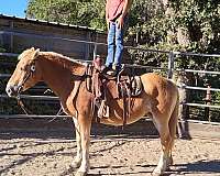 chestnut-haflinger-mare