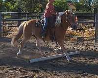 chestnut-all-around-horse