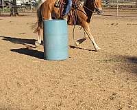 chestnut-beginner-horse