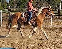 chestnut-breeding-horse