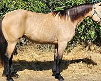 athletic-quarter-horse