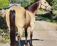 ranch-versatility-quarter-horse