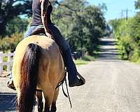 trail-riding-quarter-horse