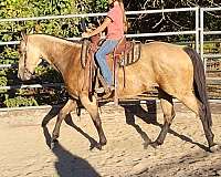 buckskin-all-around-horse