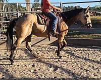 buckskin-athletic-horse