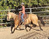 buckskin-flashy-horse