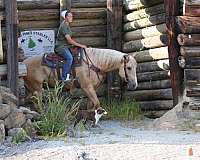 16-hand-palomino-horse