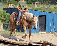 palomino-horse