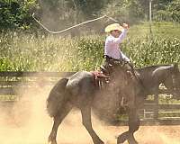 blue-roan-gelding-for-sale