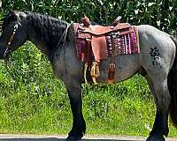 blue-roan-roan-driving-horse