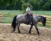 16-hand-blue-roan-horse