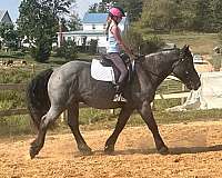 blue-roan-horse-for-sale