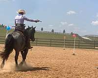 blue-roan-horse