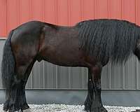 black-fell-pony-pony-for-sale